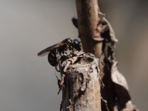 Ceratina japonica