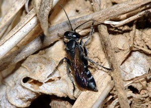 Liris subtessellatus subtessellatus