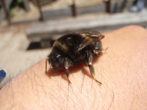 Bombus hypocrita hypocrita