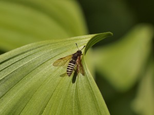 Praia ussuriensis