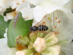 Dolichovespula pacifica