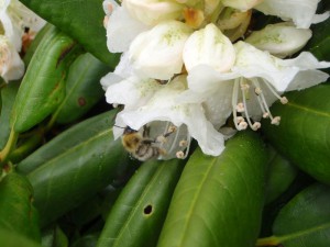 Bombus beaticola beaticola