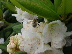 Bombus beaticola beaticola