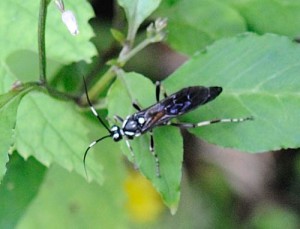 Ichneumonidae sp.