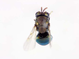 Perilampidae gen. sp.