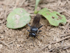 Gorytes tricinctus