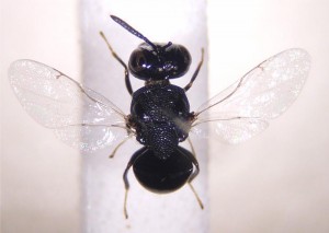 Perilampidae gen. sp.