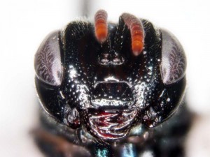 Perilampidae gen. sp.